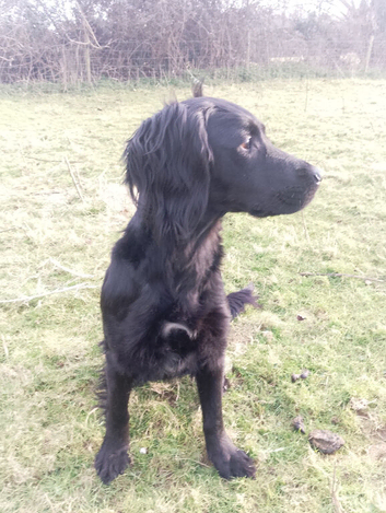Mixed breed x cocker spaniel