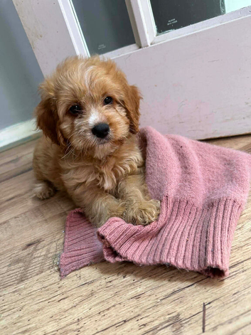 Cockerpoo puppy&rsquo;s