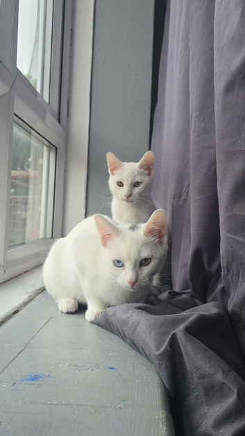 2mnth white Boy&Girl two colour eye