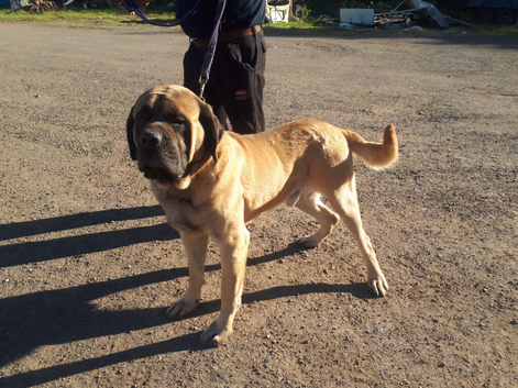 KC Reg English Mastiff Dog "Maximum Bailey"