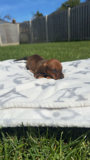 4 little dark red dachshund pups ready too leave