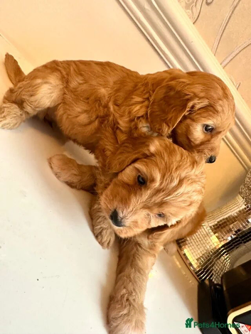 Cavapoo Girl Puppies