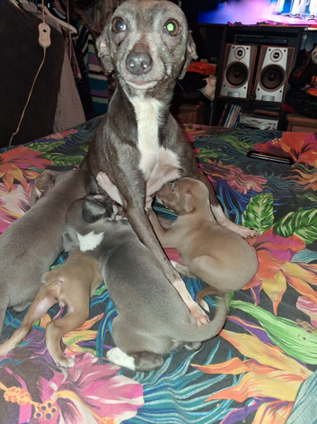 Italian Geyhound Puppies