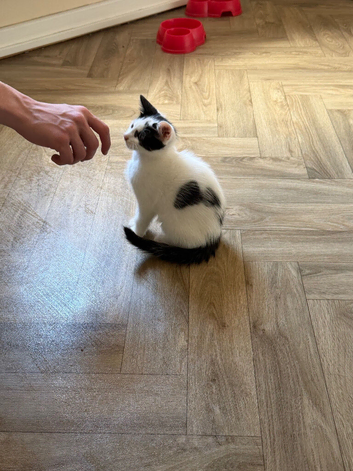 2 boy kittens