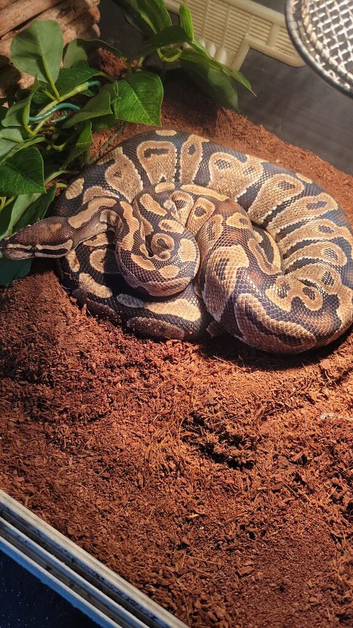 Royal python