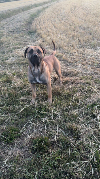 Bruno looking for new home