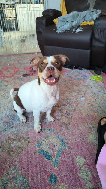 Frenchie cross jack