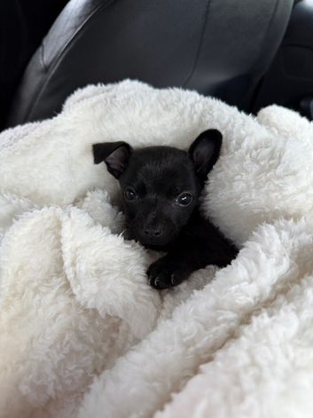 Chihuahua mini
