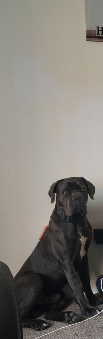 Cane corso