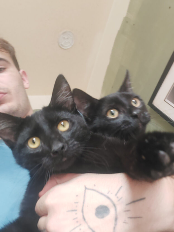2x Black Kittens