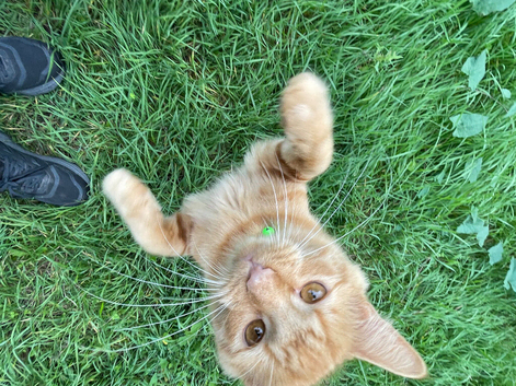 Maine coone/ tortishell kitten