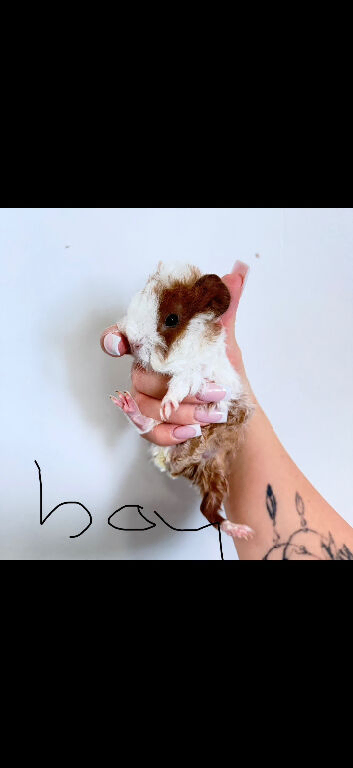 Baby guinea pigs for sale