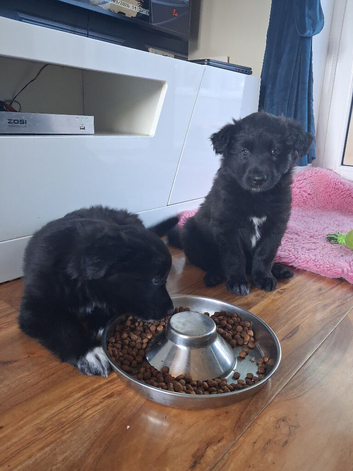 Shollie puppies