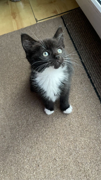 1 Black & White Female Kitten Left