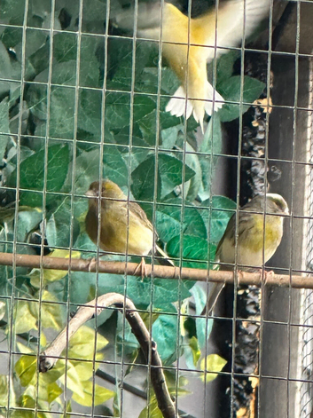 Variegated canary hens
