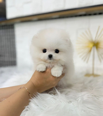Beautiful Pomeranian puppies ready to leave now