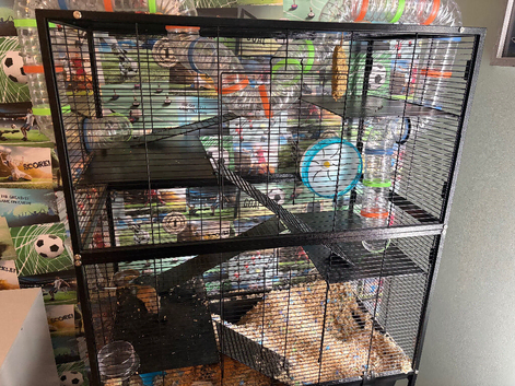 2 6month old boy gerbils with huge set up