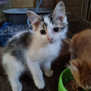 Male kitten ready now