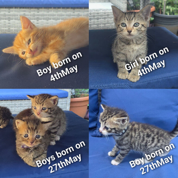 Beautiful Ginger and grey tabby kittens for sale 1 girl 4 boys