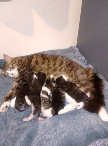Kittens