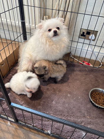 Teddy bear face puppy Pomeranian
