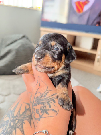 Dachshund puppy