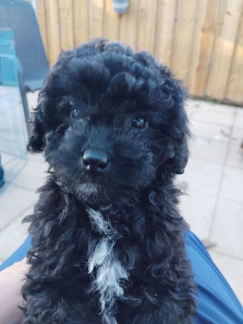 POOCHON PUPPY IN NI - LAST ONE REMAINING!