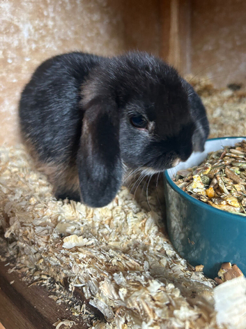 2 Quality mini lop girls for sale