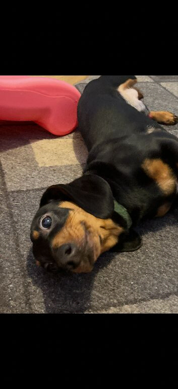 8 month old male Black and Tan