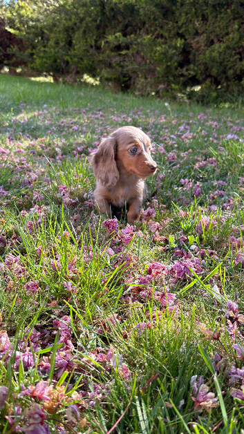 Long haird mini Dachshund puppies