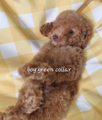 Stunning poodles SMALL