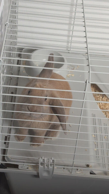 Peaches the rabbit