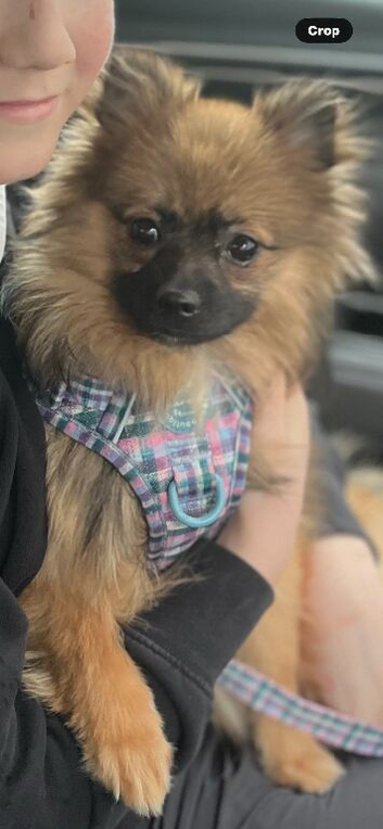 17 month old female pomeranian Luna
