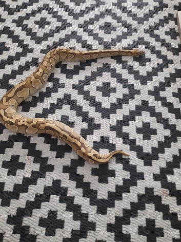 2 python  balls
