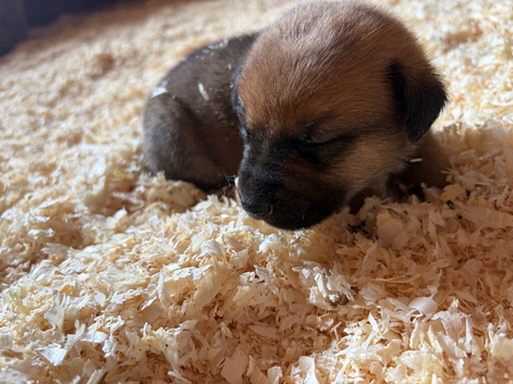 7 beautiful cane Corso X German Shepherd puppies