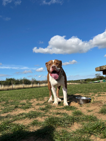 Temp Foster Home Needed