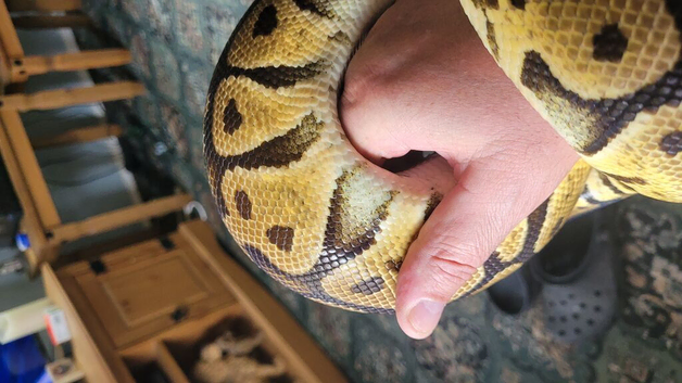 Pastel royal python