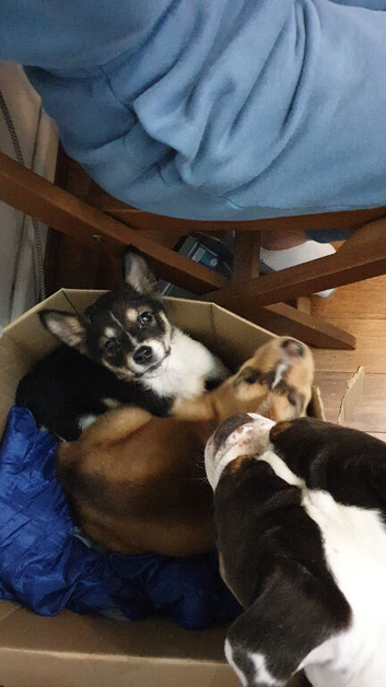 9 week old Akita cross female