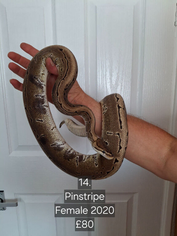 ROYAL PYTHONS FOR SALE - MALES & FEMALES AVAILABLE