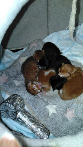 mix breed Kittens for sale