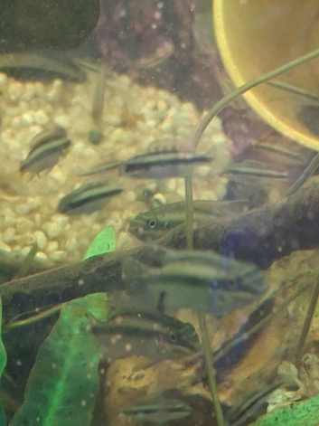 Kribensis red belly