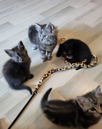 Georgeous litter of Maine Coon x kittens