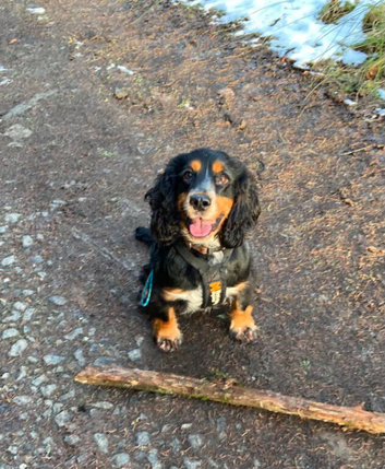 Proven Cocker spaniel to stud