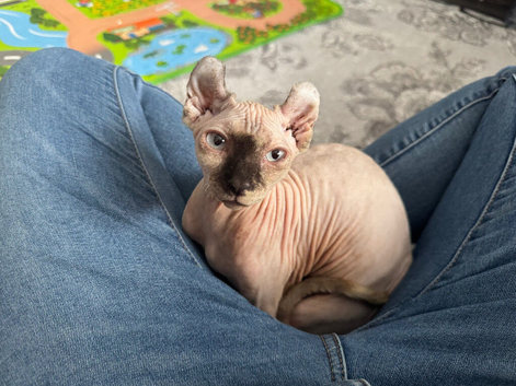Sphynx kitten female 4 months old