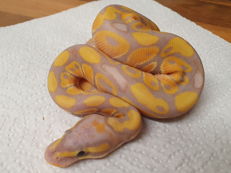Stunning banana ball python
