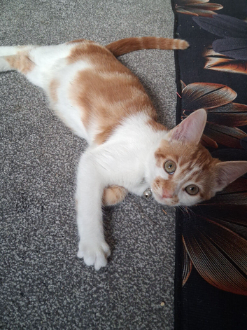 She is very affectionate and playful