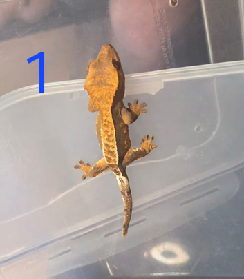 3 babies crested gecko for sale varies prices sale.