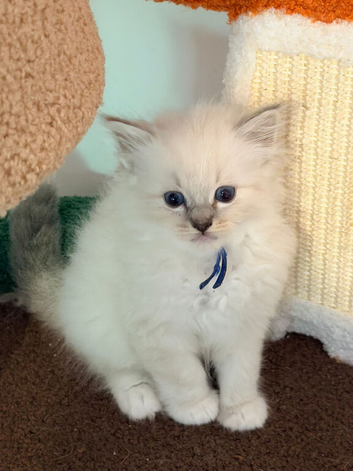 Tica reg ragdolls