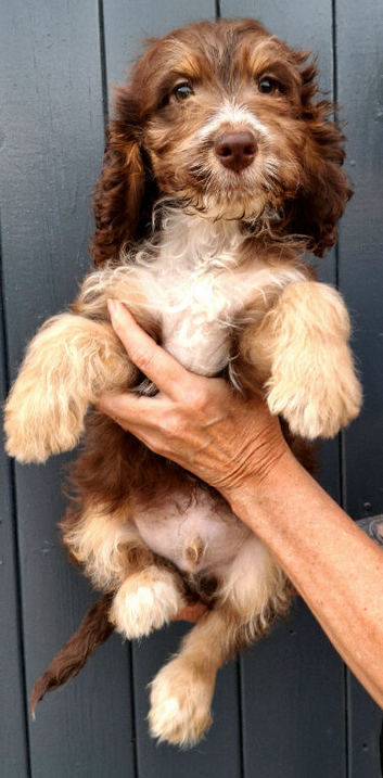 F1 chocolate with tan and white, chocolate with white cockapoo puppies