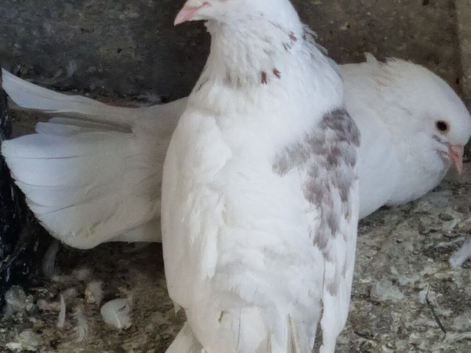 White fantail pigeons also fancy breeds